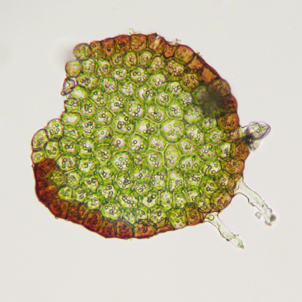 Frullania bolanderi